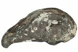 Fossil Whale Ear Bone - Miocene #177792-1